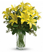 Telefloras Lily Sunshine